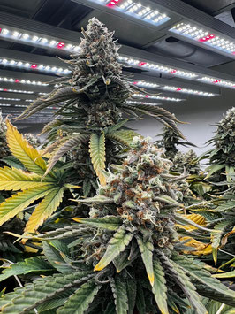 Cannabees - Lemonice (Indoor) 10gr