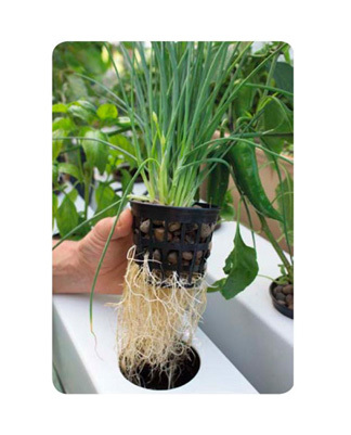 Terra Aquatica GrowStream 10